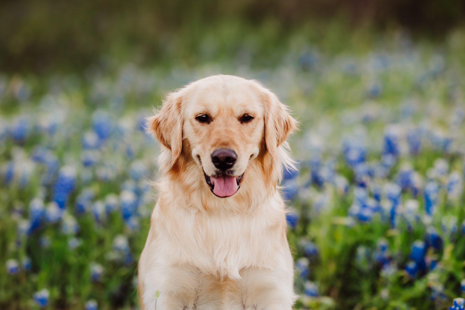 Emotional Support Animal Rules Just Changed: What Texas Landlords Need to Know in 2026